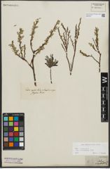 Foto von Salix repens subsp. incubacea (L.) A. Neumann